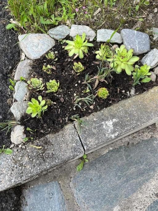 La Casetta Delle Nuvole Mazzo di Valtellina Zewnętrze zdjęcie